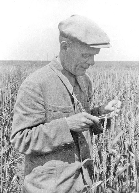 Проф. Л. Н. Делоне в поле пшеницы